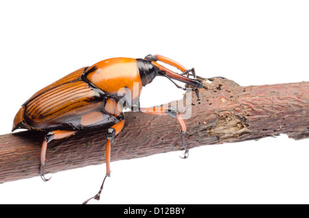 Palm Weevil Schnauze Käfer, Rhynchophorus Ferrugineus, isoliert auf weiss Stockfoto