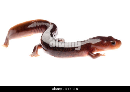 Chinesische Tsitou Salamander Newt isoliert auf weiss Stockfoto