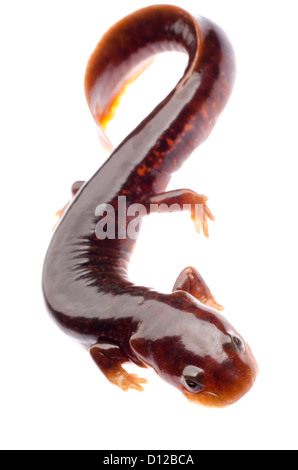 Chinesische Tsitou Salamander Newt isoliert auf weiss Stockfoto