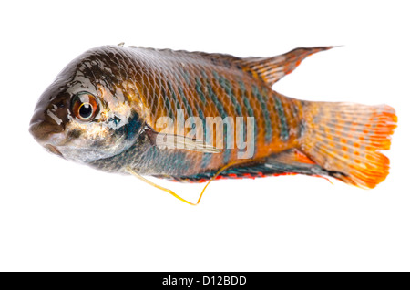 Chinesen kämpfen Fisch Macropodus Opercularis isoliert auf weiss Stockfoto