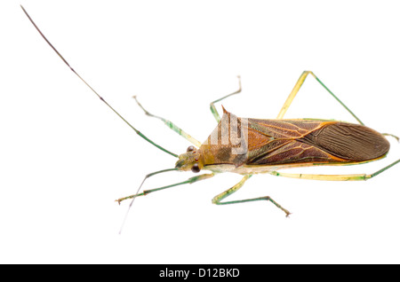 Insekt Stink Bug isoliert auf weiss Stockfoto