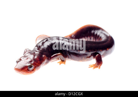 Tiere Amphibien Salamander Newt isoliert auf weiss Stockfoto