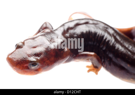 Tiere Amphibien Salamander Newt isoliert auf weiss Stockfoto