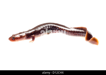 Tiere Amphibien Salamander Newt isoliert auf weiss Stockfoto