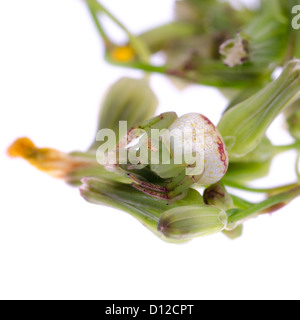 grüne Krabbenspinne isoliert auf weiss Stockfoto