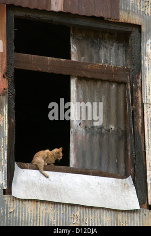 Katze im Fenster eines verlassenen Gebäudes in Valparaiso, Chile. Stockfoto