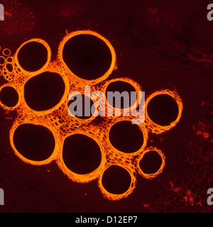 Schliffbild Pflanzengewebe, Stiel des Kürbis mit rote Fluoreszenz Stockfoto