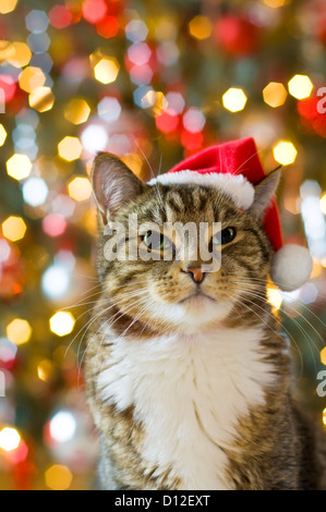 Katze mit Santa Claus roten Hut mit bunten Lichtern im Hintergrund Stockfoto