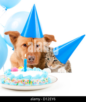 Hund und Katze Geburtstagsparty mit Kuchen Stockfoto