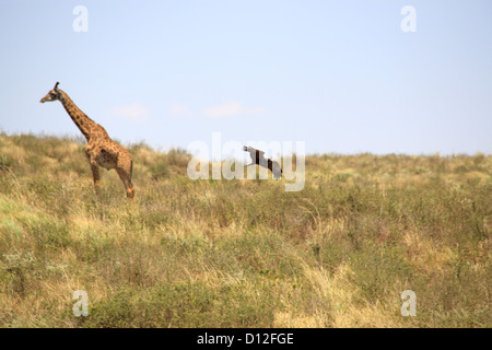 Giraffe im Arusha National Park, Tansania, Afrika Stockfoto