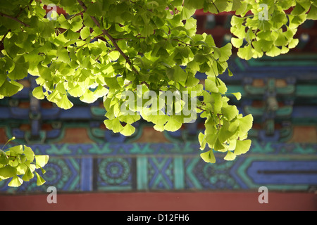 Blätter des Ginkgo Biloba Baum Stockfoto