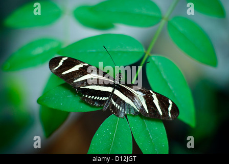 Ein Zebra Longwing Schmetterling ruht auf Blätter - Heliconius charitonia. Mittel- und Südamerika. Stockfoto