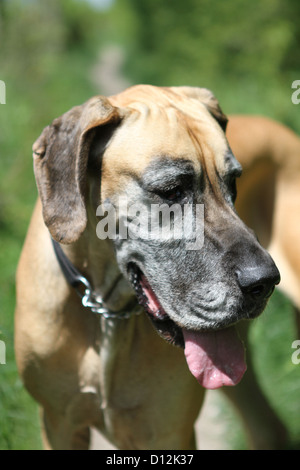 Alte Deutsche Dogge Stockfoto