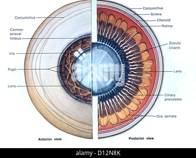 AUGE-ANATOMIE-ILLUSTRATION Stockfoto