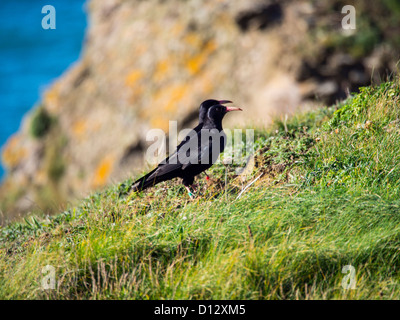 Rot in Rechnung gestellt Alpenkrähe (Pyrrhocorax Pyrrhocorax) das Emblem von Cornwall an der Cornish Küste nahe Trevose Head. Stockfoto