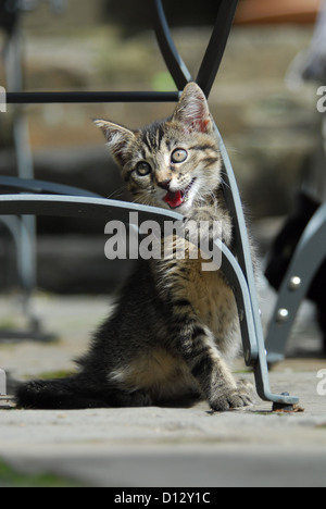 junge Hauskätzchen, Tabby, Spielt ein Einem Gartenstuhl, Kätzchen, Non-Stammbaum Kurzhaar, Tabby, spielen auf einem Gartenstuhl, Felis Stockfoto