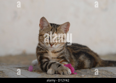 junge Hauskätzchen, Schildpatt Tabby Mit Weiss, Liegt Auf Einer Steinstufe Und Spielt Mit Einer Bougainvillea-Blüte, Dodekanes, Stockfoto