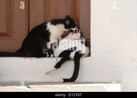 Zwei Haushunden, Schwarz-Weiss, Putzen Sich Gegenseitig Zärtlich Auf Einer Türschwelle, Dodekanes, Griechenland, zwei Katzen, schwarz Stockfoto