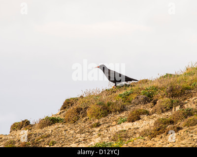 Rot in Rechnung gestellt Alpenkrähe (Pyrrhocorax Pyrrhocorax) das Emblem von Cornwall an der Cornish Küste nahe Trevose Head. Stockfoto