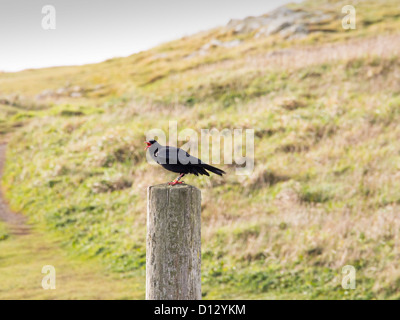 Rot in Rechnung gestellt Alpenkrähe (Pyrrhocorax Pyrrhocorax) das Emblem von Cornwall an der Cornish Küste nahe Trevose Head. Stockfoto