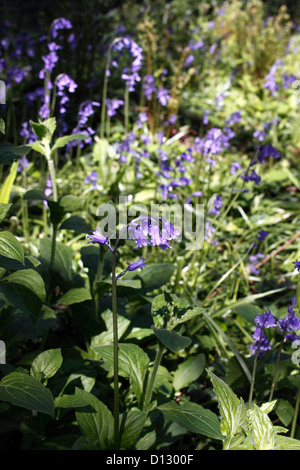 HYACINTHOIDES. ENGLISCHE GLOCKENBLUMEN. VEREINIGTES KÖNIGREICH. Stockfoto