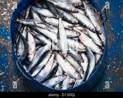 Hering landete in Padstow, Cornwall, UK. Stockfoto