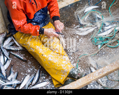 Hering landete in Padstow, Cornwall, UK. Stockfoto