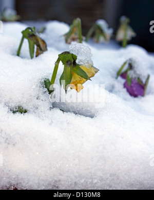 WINTER-STIEFMÜTTERCHEN IM SCHNEE. VIOLA. Stockfoto