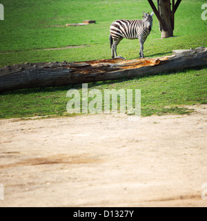 Zebra im Zoo hautnah Stockfoto