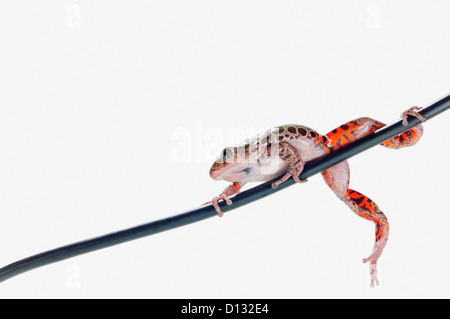 Feuer-Bein Wandern Frosch auf weißem Hintergrund; St. Albert Alberta Kanada Stockfoto