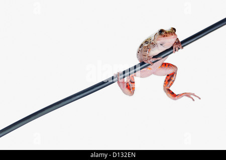 Feuer-Bein Wandern Frosch auf weißem Hintergrund; St. Albert Alberta Kanada Stockfoto