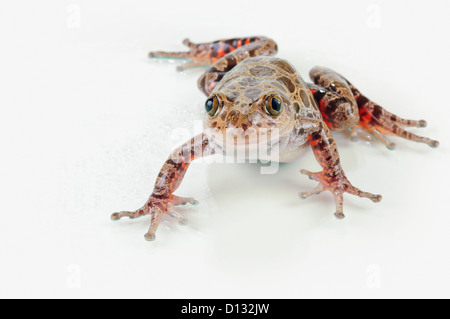 Feuer-Bein Wandern Frosch (Kassina Maculosa) auf weißem Grund; St. Albert Alberta Kanada Stockfoto