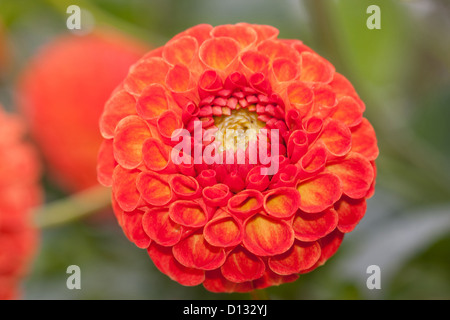 gmlg1308 2251 Nahaufnahme von orange Pom Pom Dahlia Blume Stockfoto