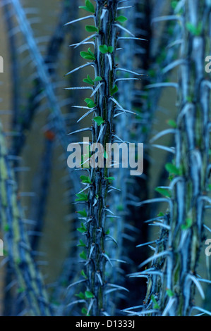 Detail der stacheligen Kaktus Stockfoto