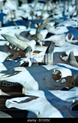 Detail der Kuh Schädel im Morgenlicht. Stockfoto