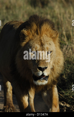 Männlichen afrikanischen Löwen (Panthera Leo) im Serengeti Nationalpark Tansania Afrika Stockfoto