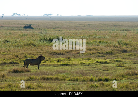 Männlichen afrikanischen Löwen (Panthera Leo) im Serengeti Nationalpark Tansania Afrika Stockfoto