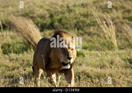 Männlichen afrikanischen Löwen (Panthera Leo) im Serengeti Nationalpark Tansania Afrika Stockfoto