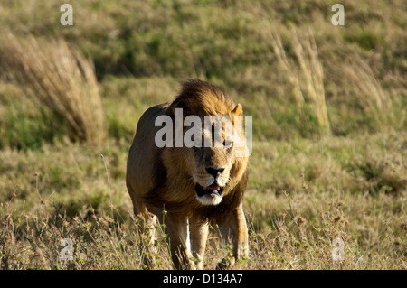 Männlichen afrikanischen Löwen (Panthera Leo) im Serengeti Nationalpark Tansania Afrika Stockfoto