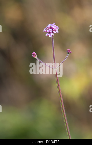 Nahaufnahme von Verbena bonariensis Stockfoto