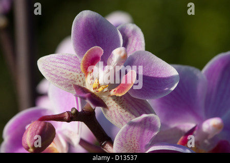 Nahaufnahme von Orchidee Stockfoto