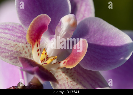 Nahaufnahme von Orchidee Stockfoto