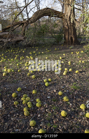 "Brain Obst" auf dem Boden von dem Baum, allgemein bekannt als die Osage Orange vor allem in den Great Plains-Staaten gefunden Stockfoto