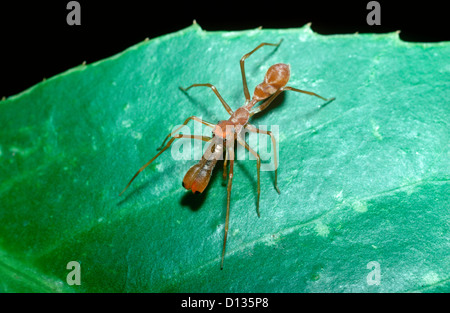 Kerengga Ant-ähnliche / Speer-jawed Jumper Spinne (Myrmarachne Plataleoides) männlichen imitiert Oecophylla Smaragdina Weaver Ameise, Nepal Stockfoto