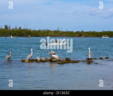 Eröffnungstag für Snook Angeln im Sebastian Inlet State Park am Atlantik an der Ostküste von Florida Stockfoto