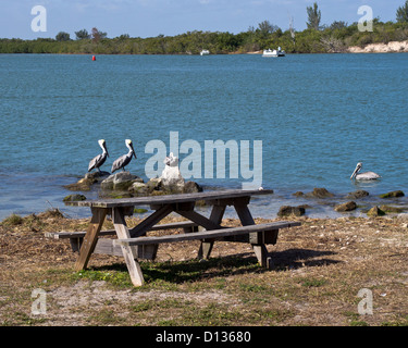 Eröffnungstag für Snook Angeln im Sebastian Inlet State Park am Atlantik an der Ostküste von Florida Stockfoto