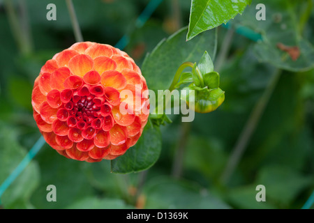 gmlh1208 2251 Nahaufnahme von Pompom Dahlie Blüte Stockfoto