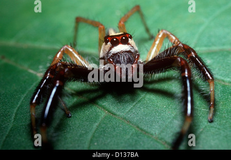 Zwei-gestreiften bunten Jumper, Spinne (Telamonia Dimidiata: Salticidae) männlich, im Regenwald von Sulawesi Stockfoto