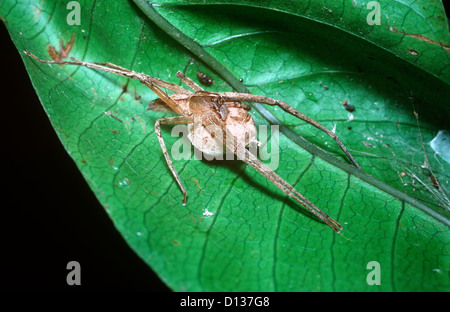 Spinne (Perenethis SP.: Pisauridae) Weibchen tragen ihre Ei-Sac in ihren Rachen, im Regenwald, Sumatra Stockfoto