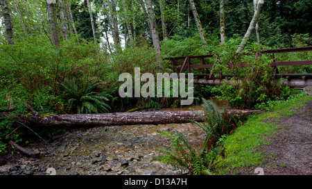 Brücke über den Bach in Porpoise Bay Provincial Park, BC, Kanada Stockfoto